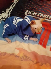 Suéter con capucha Para gato, Ropa cálida Para mascotas, Para gatos, Sphinx, satten, Ropa Para gatos, Kedi, Giyim, productos Para mascotas