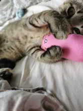 Juguete de hierba gatera con sonido de crujido para gatos, productos para mascotas, juguetes para gatos, dientes de molienda, almohada de felpa para pulgar, accesorios para mascotas