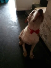 Sweatshirt Hooded Adidog Four-Seasons Pet-Jacket Small Cotton Warm And Medium-Sized Hot-Sale