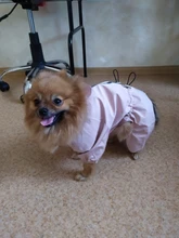 Ropa de perro impermeable de malla transpirable, mono absorbente para el sudor, abrigo reflectante para mascotas, Otoño e Invierno