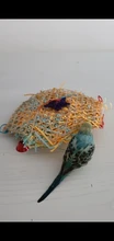 Juguetes de aves grandes para loros, accesorios de Conure, percha y periquito de juguete, decoración de jaula, color gris africano
