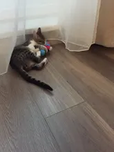 Pet Toys Squeaker Plush Slipper Shaped Puppy Dog Sound Chew Play Toys for Dog Cats Funny