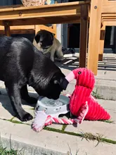 Limpieza de dientes juguete interactivo de dibujos animados Animal Flamingo de algodón en forma de perro de juguete de cuerda productos para entrenamiento de mascotas juguetes masticables para mascotas 1 Uds