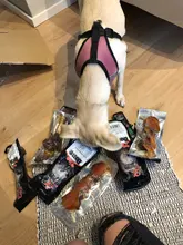 Breathable Mesh Small Dog Pet Harness and Leash Set Puppy Cat Vest Harness Collar For