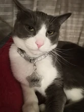 Bell-Collars Camo-Bell Safety Adjustable Wholesale Fashion Nylon 24pcs with Delicate