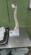 Modelo anatómico para enseñanza médica columna Vertebral humana Flexible, curva Lumbar, columna Vertebral, 45cm, novedad de 2019