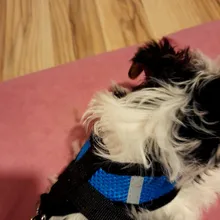 Breathable Mesh Small Dog Pet Harness and Leash Set Puppy Cat Vest Harness Collar For