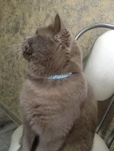 Collar de cuero sintético con diamantes de imitación para perros y gatos pequeños, accesorios para mascotas, correa para Collar de perro de diamantes, 12 colores