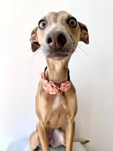 Collar Necklace Puppy-Accessory Roses Flower-Design Pet-Dog Princess Cat 2-Sizes 4-Colours