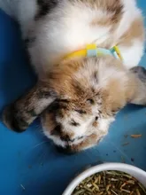 Collar de prevención de pulgas y garrapatas para perros y gatos, repelente de mosquitos, ajustable, accesorios para perros, 8 meses, novedad