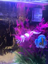 Decoración Artificial para acuario, 12 tipos de plantas, adorno de hierbas de agua, planta acuática, pecera, hierba, accesorios de decoración, 14cm