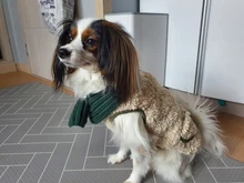 Scarf Jacket Dogs French Bulldog Winter Plush-Coat Pet-Dog Cotton Warm Thick for Puppy-Ropa-Perro