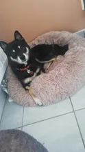 Cama de perro caliente suave y larga de felpa, caseta redonda mullidas de gato, sofá, casa, cojín para dormir cómodo, lavable, para cachorro, Invierno