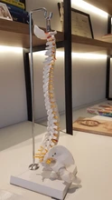 Modelo anatómico para enseñanza médica columna Vertebral humana Flexible, curva Lumbar, columna Vertebral, 45cm, novedad de 2019