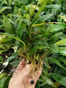 Plant for aquarium. GLOSOSSOSTIGMA ELATINOIDES
Plant for aquarium. GLOSOSSOSTIGMA ELATINOIDES