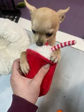 De calamar juguete de perro de mascota de peluche de juguete de masticar cachorro prensa sonido de chirrido juguetes para perros varios juguetes