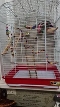 Pet-Parrot Rattan-Balls Bird Cage-Accessories Bell Hanging-Toy Pet-Supplies Grass-Swing