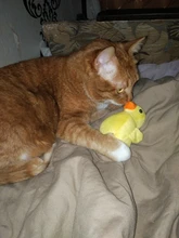 De calamar juguete de perro de mascota de peluche de juguete de masticar cachorro prensa sonido de chirrido juguetes para perros varios juguetes