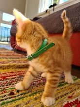 Accesorios de gato de cuero sintético rosa, collar de seguridad personalizado con nombre para chihuahua, Correa pequeña para gato, arnés para gato, XS, S, M, L, XL