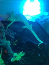 2 unids/set mascotas hamaca cama para dormir malla juguetes Swing tela Oxford para reptil serpiente lagarto subir productos con copa de succión