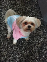 Ropa de dos patas para mascotas, abrigo cálido de lana con dibujos animados para perros y gatos, con orejas grandes, Otoño e Invierno