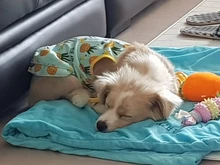 Dulce perro par ropa de verano fresco cachorro ropa para perros pequeños, perro vestido de camisa chaleco perro ropa camiseta perra falda