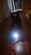 LED parpadeante pedante linterna perro Collar gato Collar COLGANTE con brillo para luminoso brillante Collar decoración brillante