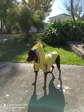 Puppy-Outfit Dogs-Clothing Chihuahua Dog Hoodie Pets Spring Small Fashion Medium