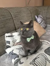 Pajarita elástica de seguridad con cascabel para perros y gatos pequeños, Collar seguro con patrón de baya, productos para mascotas, Collar para perros, suministros para mascotas