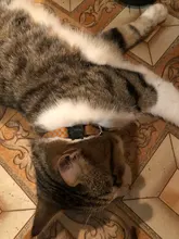 Collares colgantes de gatos para mascotas, 12 colores, rejilla ajustable, hebillas de nailon, Collar reflectante para mascotas, accesorios de diseño de cabeza de gato