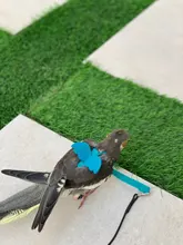 Conjunto de Correa y arnés ajustable para loros, arnés de entrenamiento de mordida para loros, cuerda voladora para exteriores para cacatúa, pájaros pequeños