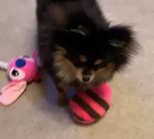 1pc Pet Dog Toys Squeak Plush Toys for Dogs Slipper Shape Dog Chew Toy Soft Plush Puppy