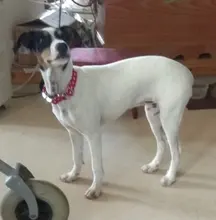 Collar personalizado para perro, collares para mascotas de nilón con estampado de puntos para mascota mediana grande, Pitbull, rojo, azul y negro