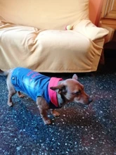 Chaleco vaquero de primavera para perros pequeños, ropa de Tzu para perros Yorkshire Terrier, ropa estilo vaquero para cachorros, chaqueta para Chihuahua, ropa para gatos