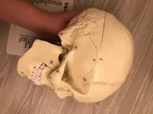 Modelo de accesorios médicos de tamaño real, Cráneo humano, modelo de anatomía anatómica, enseñanza médica, esqueleto, cabeza para estudiar, suministros de enseñanza