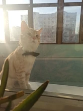 Collar de gato a cuadros con lazo ajustable para cachorros y Chihuahua, Collar de algodón para mascotas, Collar para gato, accesorios para mascotas