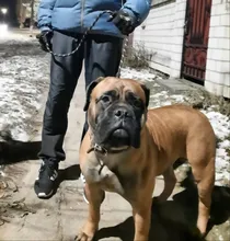 Correa para adiestramiento de perros 5 de Nylon de Color básicos cuerda medio pasear a los perros Collar para perro grande Durable fácil Control ajustable Labrador