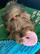 Pet-Toy Donut Puppy Chew Play Dogs Training Plush Squeaker Cute Funny Bite Cartoon Cats
