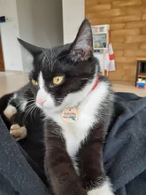 Etiquetas de identificación de gato personalizadas, colgante de acero inoxidable con nombre, Collar, etiqueta para perro mascota, accesorios