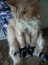 Funda de baño antimordedura para zapatos de gato, Protector de patas para mascotas, antiarañazos, ajustable