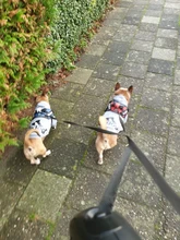 Sweatshirt Hooded Adidog Four-Seasons Pet-Jacket Small Cotton Warm And Medium-Sized Hot-Sale