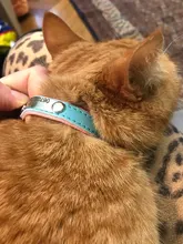 Puppy-Dog-Cat-Collar Engraved Bling Custom Personalized Pet-Dog Dogs Chihuahua Collars