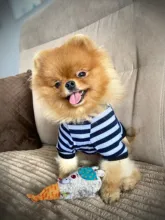 T-Shirt Vest Dogs Thin Striped Pet Small Soft for And Medium Dog-Cloth Round-Neck