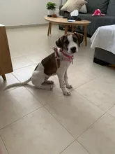 Arnés para perro ajustable de nailon para cachorro, Chihuahua, arnés chaleco para perro, conjunto de correa rosa para perros medianos y pequeños, productos para mascotas
