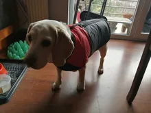 Jacket Puppy-Clothing Dog-Coat Dogs Golden-Retriever Waterproof Winter Pet-Vest Small