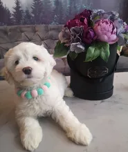 Bola de peluche de Collar para perros y gatos Collar dulce bufanda para perro lindo gatito accesorios Rosa correa para el cuello perrito con perla perro Pug Chihuahua