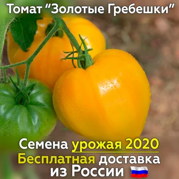 Seeds of tomatoes golden scallops for planting. Free shipping from Russia, fresh crop, tested grade
Seeds of tomatoes golden scallops for planting. Free shipping from Russia, fresh crop, tested grade