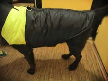 Jacket Puppy-Clothing Dog-Coat Dogs Golden-Retriever Waterproof Winter Pet-Vest Small