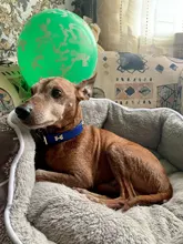 Fashion Red Purple Black Green Leather Dog Collar Bone Shaped Accessories Collar