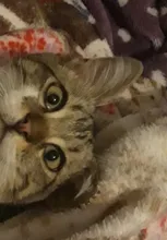 Caja de llaves de jardín oculta en piedra, almacenamiento seguro escondido, Mini caja fuerte Mni, Envío Gratis